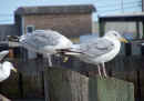 SeaGulls1.jpg (65911 bytes)