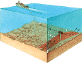 towingfish-sciam.gif (25767 bytes)